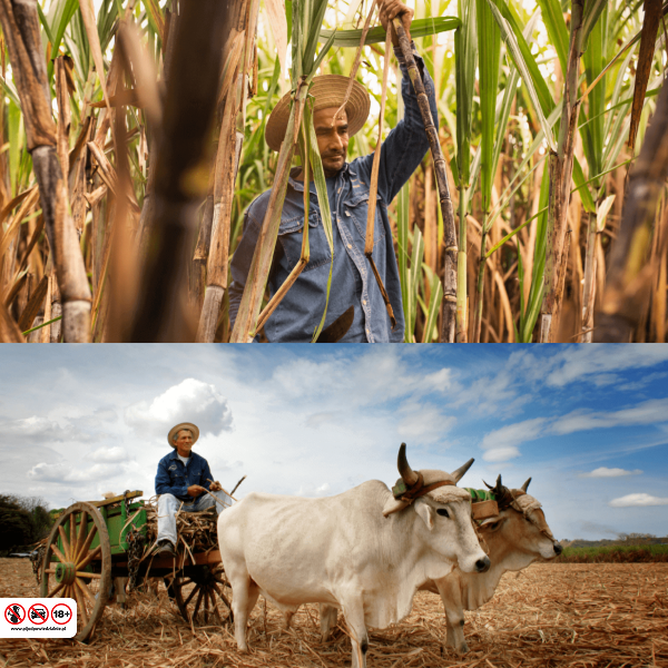 Fizzy Peachtree Image